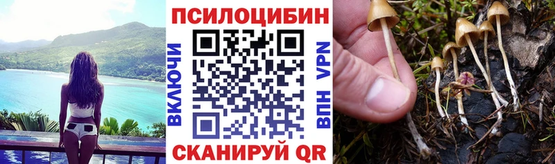 Псилоцибиновые грибы Psilocybe  Нефтекамск 